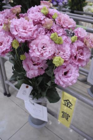 トルコギキョウの生産地だより] JAグループくまもと 花き部会