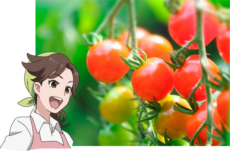 トマトの新機能性分 エスクレオサイドa 生活予防の救世主 Ja熊本経済連